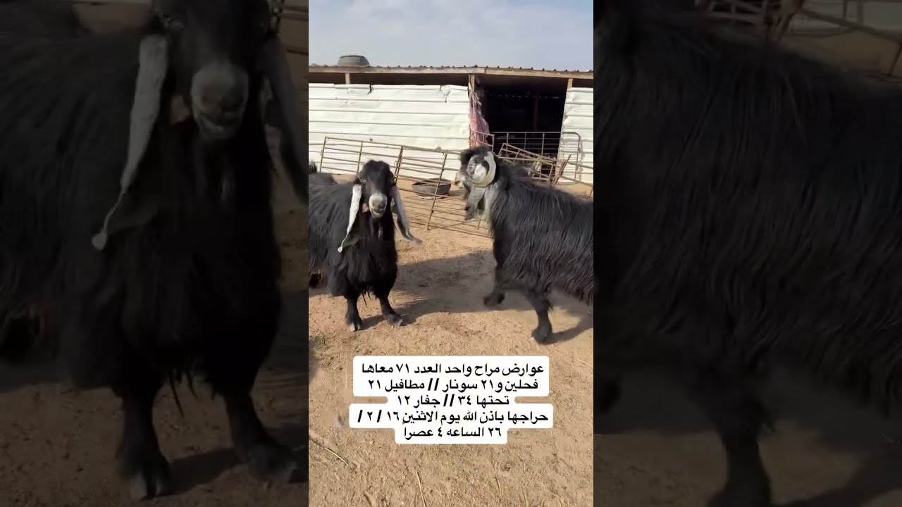 عوارض صنف مراح واحد مع فحولها 