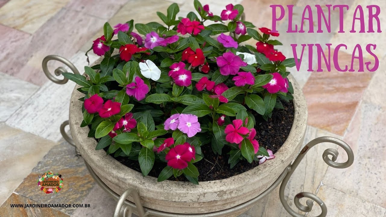 Como plantar vincas em vaso
