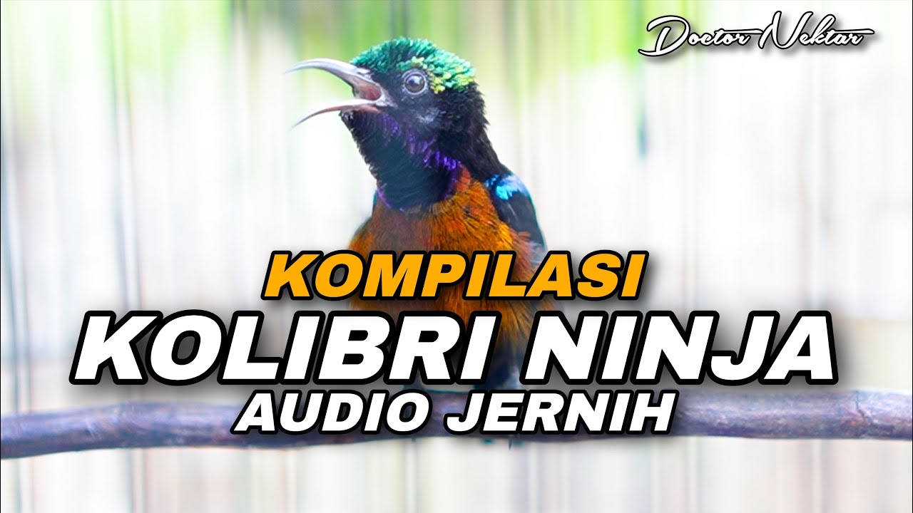 KOMPILASI TEMBAKAN KOLIBRI NINJA GACOR FULL ISIAN MEWAH COCOK UNTUK MASTERAN HARIAN KONIN BAHAN