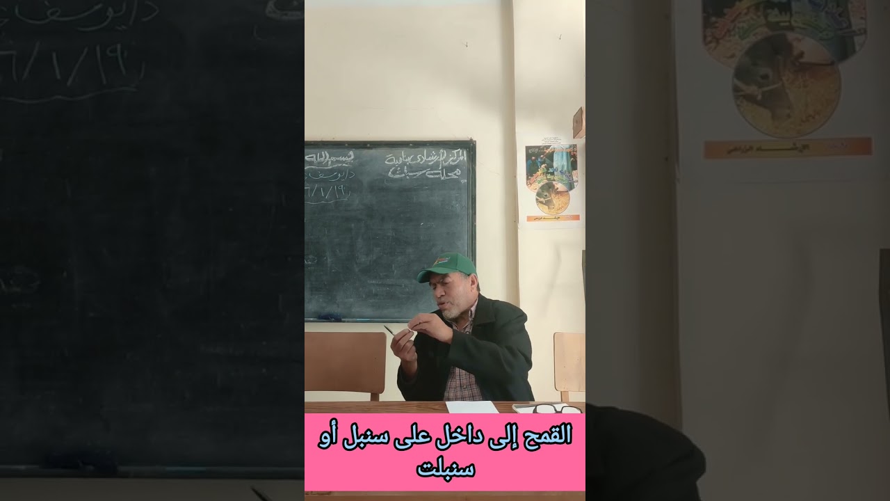 #القمح