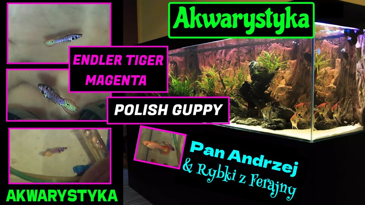 Przepiękny Polski i Jedyny Taki Gupik Endler Tiger Magenta #Poecilia #Wingei  Cz.2 / #Akwarystyka