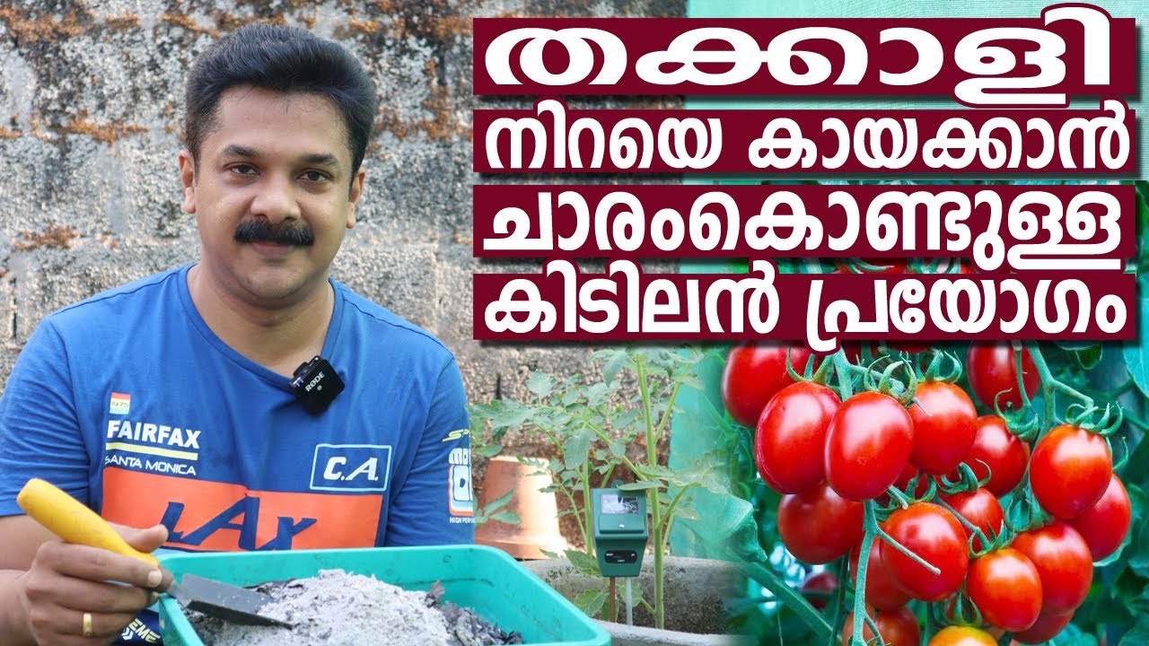 തക്കാളി നിറയെ കായ്ക്കാൻ ചാരം കൊണ്ടുള്ള കിഡിലൻ പ്രയോഗം | Ash in Tomato Cultivation