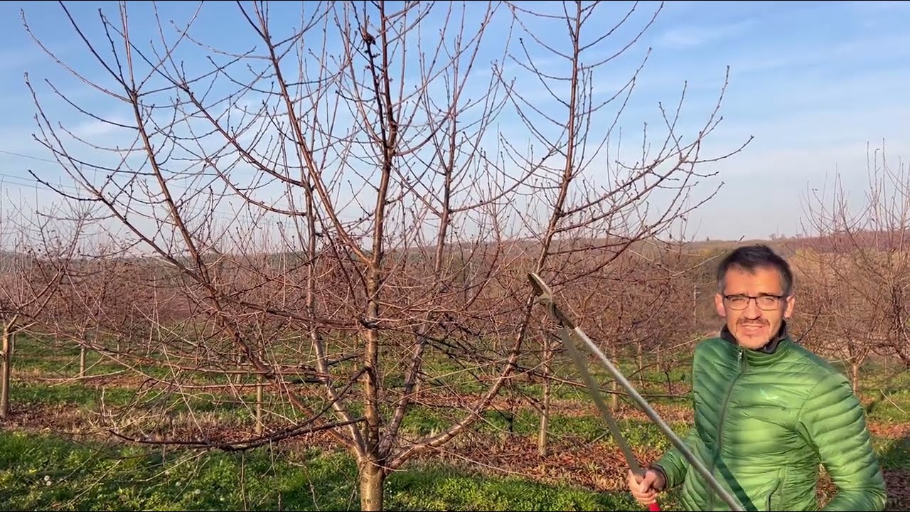 Érdi bőtermő és Újfehértói fürtös meggyek metszése 2024 december Berkenye