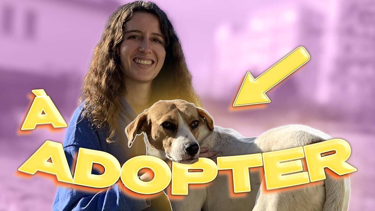 JE DEVIENS FAMILLE D'ACCUEIL POUR CHIENS