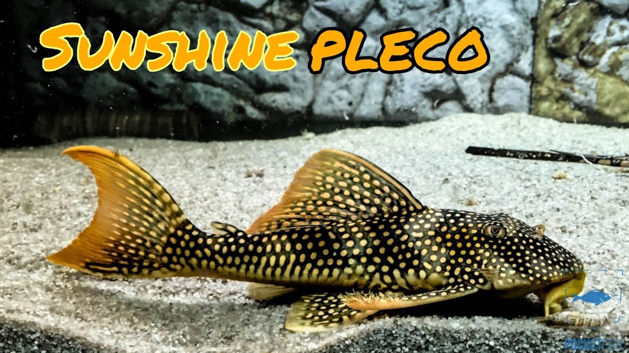 Sunshine Pleco L014