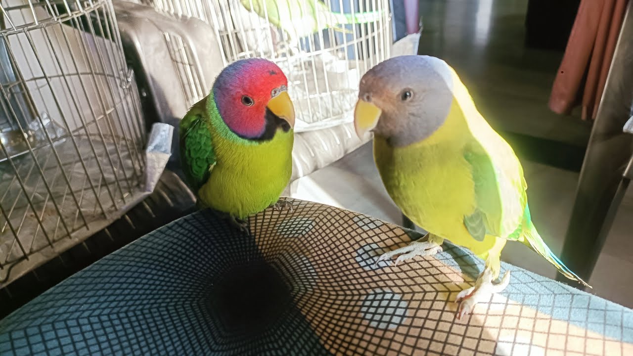 Ringneck Parrot Live 🦜 | Talking & Playing Indian Ringneck