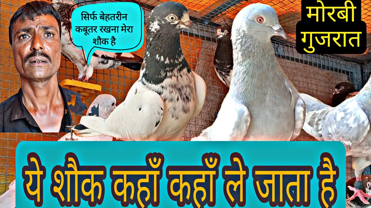 GUJRAT MORBI me Bhi Aise Kabutar Maujood Hen ?