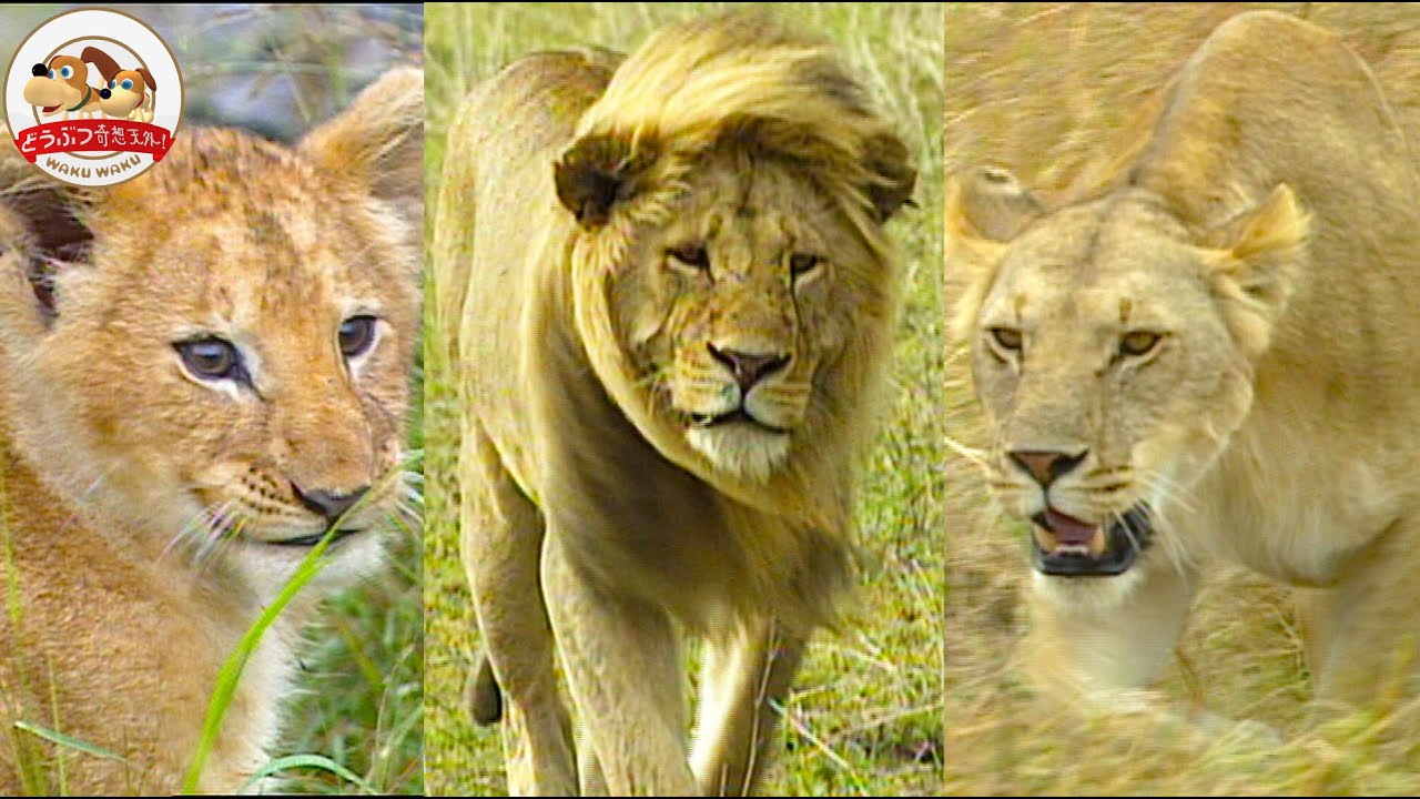 【百獣の王の素顔】なぜライオンはこんなに狩りが下手なのか？ネコ科で唯一大きな群れを作る理由は？（羽仁進のマザーアフリカ⑱前編）【どうぶつ奇想天外／WAKUWAKU】