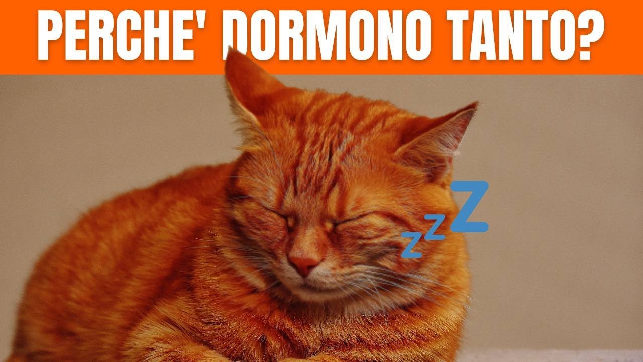 Perché i Gatti Dormono Così Tanto? Funny Pets