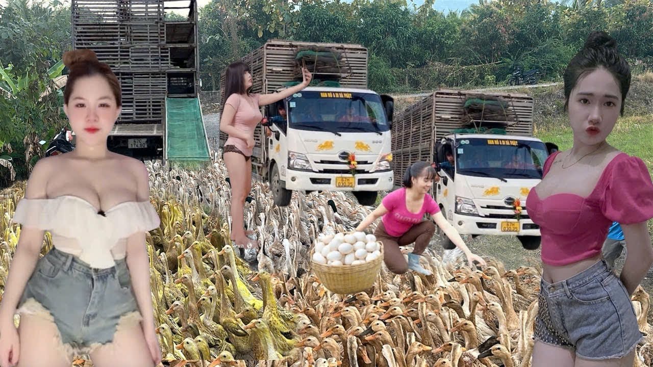 The daily life of a flock of ducks foraging in the fields - transported by truck.