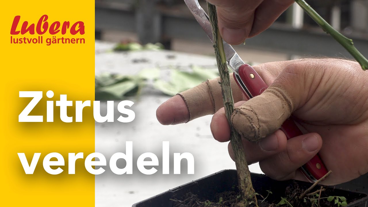 Zitrus veredeln: So werden Zitrus mit dem Spanveredeln oder auch Chip-Budding veredelt