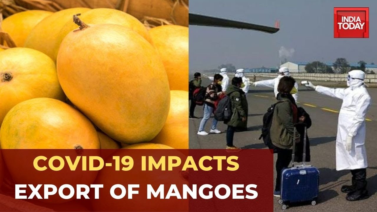 Coronavirus Crisis: Export Of Alphonso Mangoes Hit After Travel Curbs
