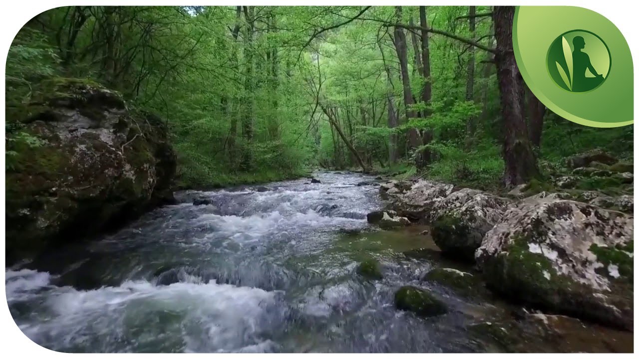 🌳 Sons da Natureza💧 Lei da Atração, Prosperidade, Felicidade e Paz Interior