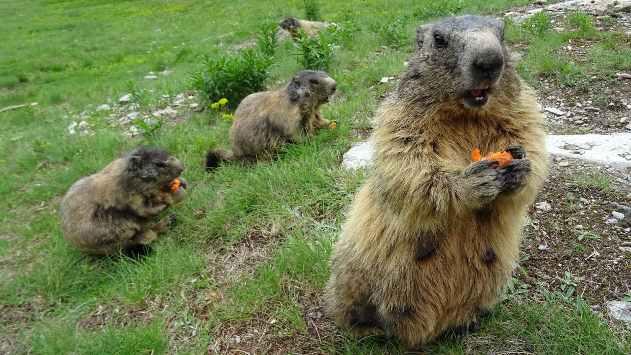 Marmottes gourmandes de Saas Fee