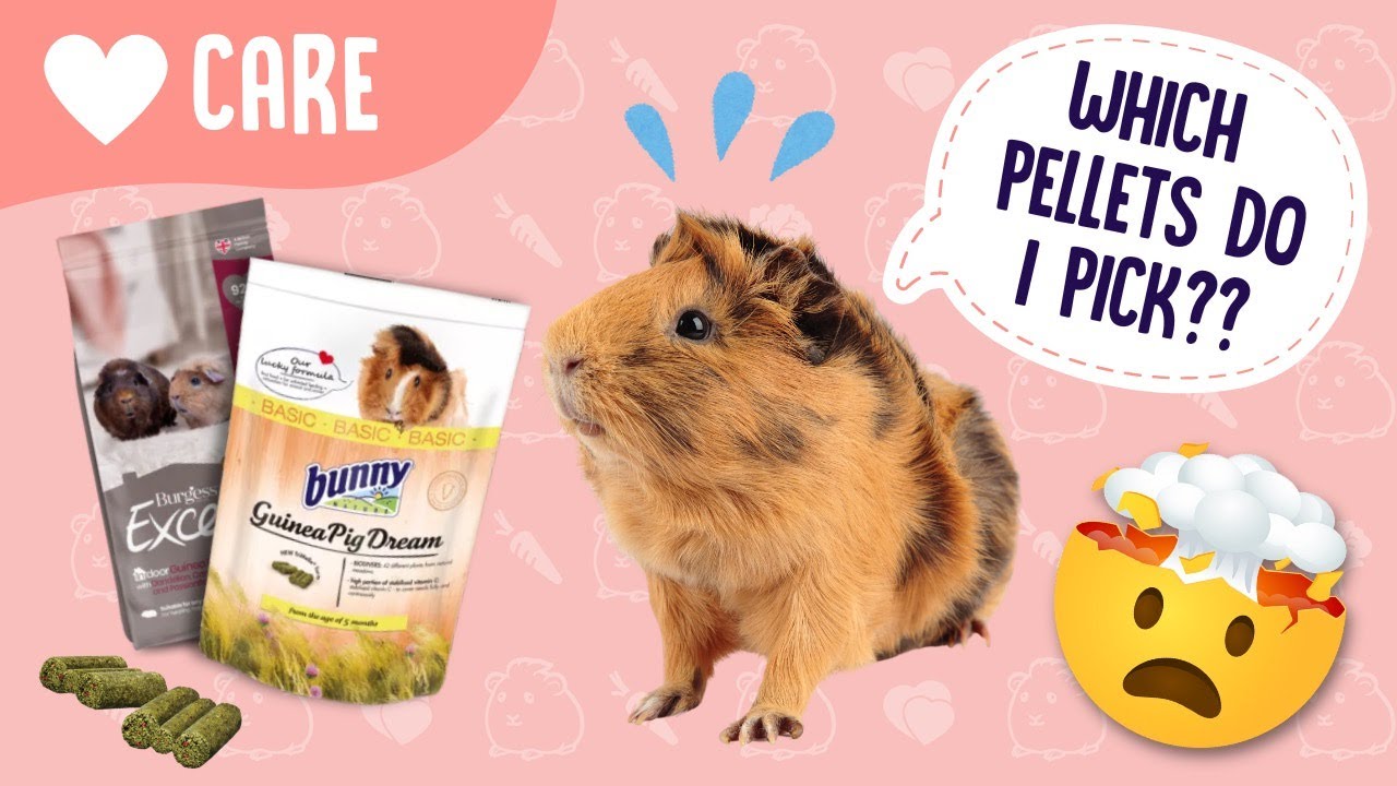 Guinea Pig Pellets - Which ones are best?