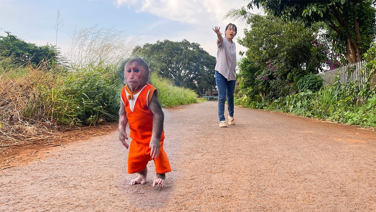 Monkey Cubis ran home in panic when he heard Dad was back!