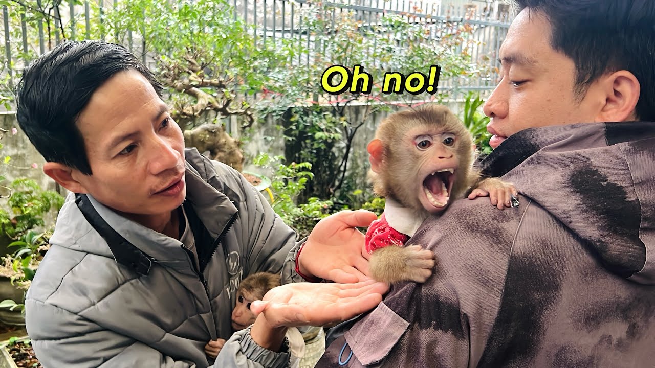 monkey Tina hugged Tuan tightly and wanted to go home, not wanting to go with her dad.