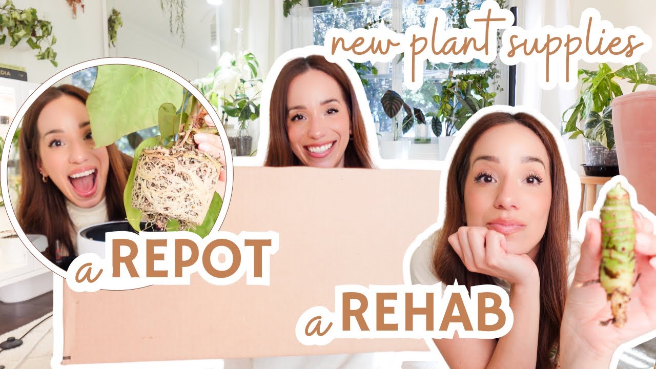 new plant supplies🌿 | huge anthurium repot🪴| alocasia chop + rehab✂️