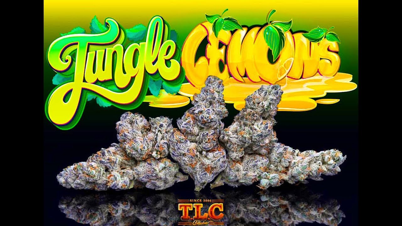 Jungle Boys JUNGLE LEMONS🍋 strain review(26%THC)