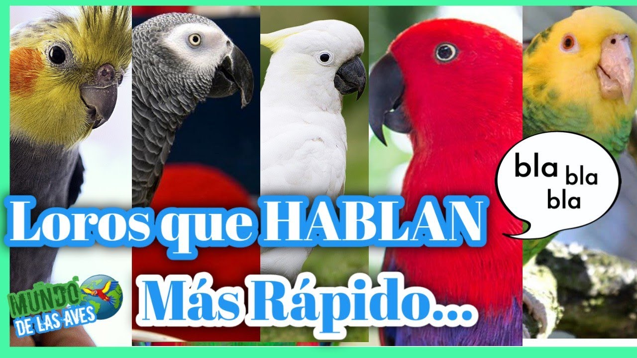 LOROS QUE HABLAN - 5 Especies de Loros Que Aprenden hablar mas Rápido ESCUCHALOS