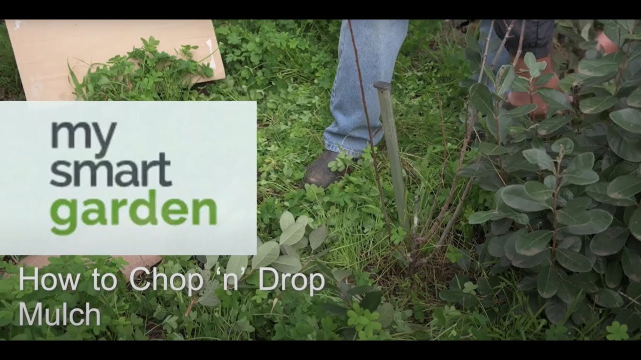 How to Chop n Drop Mulch