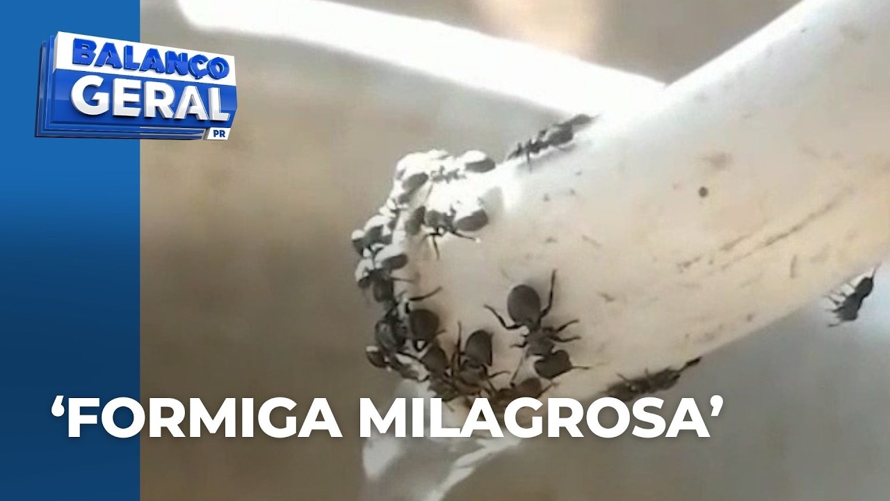 Vendedor de formigas é suspeito de prometer a cura do câncer para aqueles que engolissem inseto