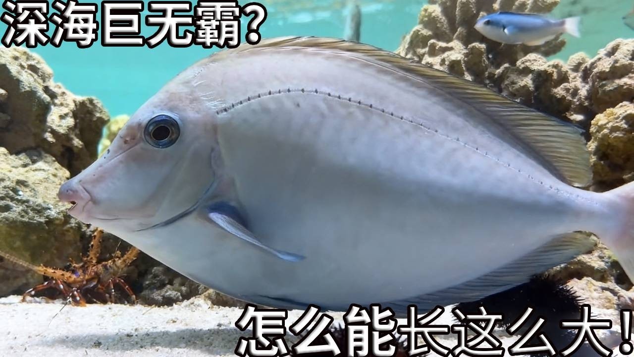 自带四把&ldquo;手术刀&rdquo;！实拍巨型将军吊：尾部暗藏致命武器，这才是真正的鱼缸战神！【奇奇de海洋】#animals #pets #aquarium #科普
