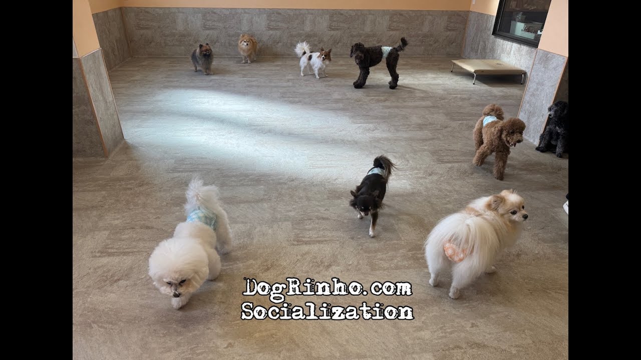 Dog daycare in Japan DogRinho 犬の保育園　20260205