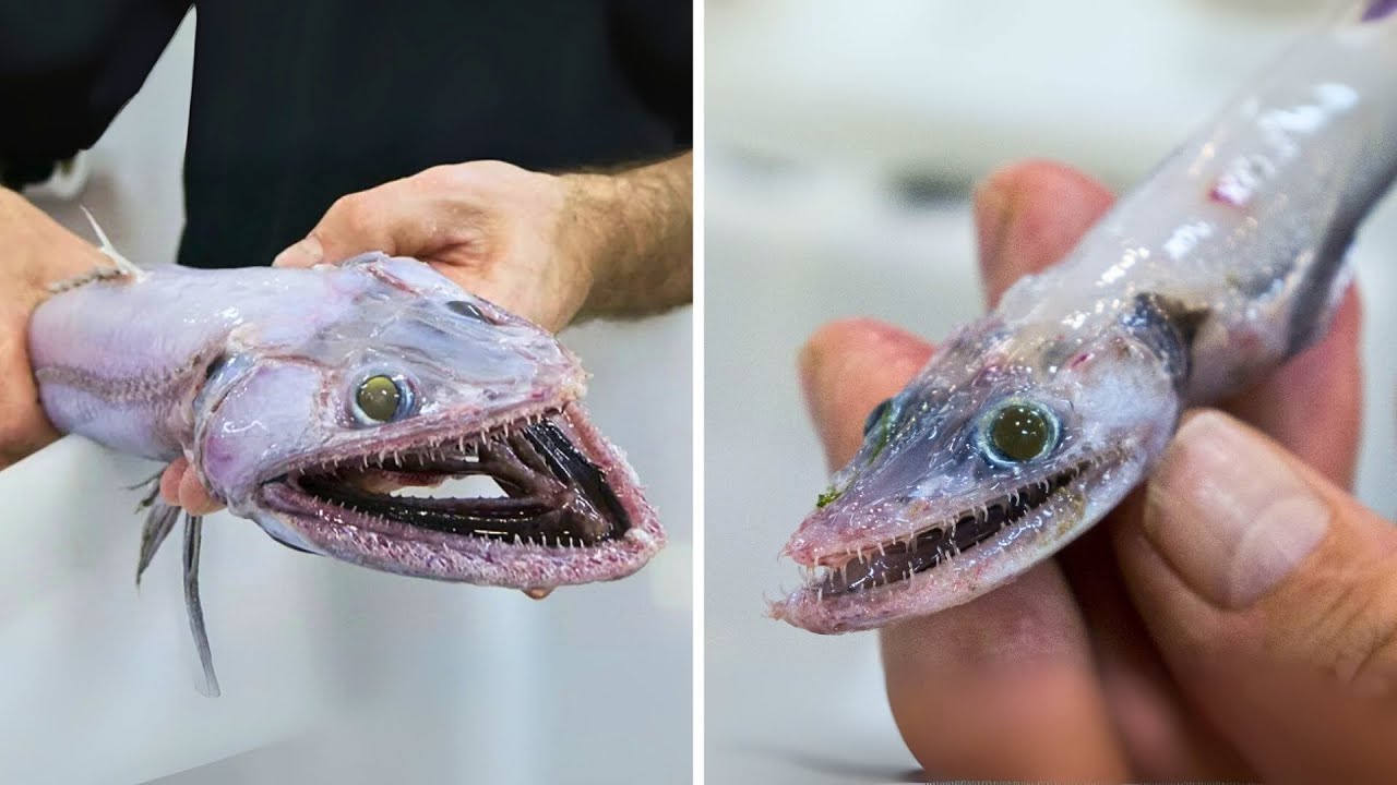 Lizardfish 👽 The Alien of the Abyss!