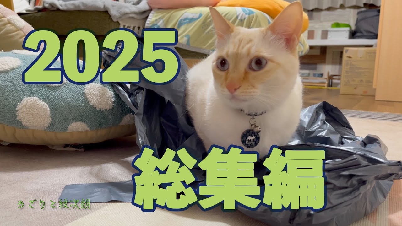 今年一年の猫動画をまとめてみました！ろざりと紋次朗を応援していただき、ありがとうございました！！！　ろざりと紋次朗2025総集編