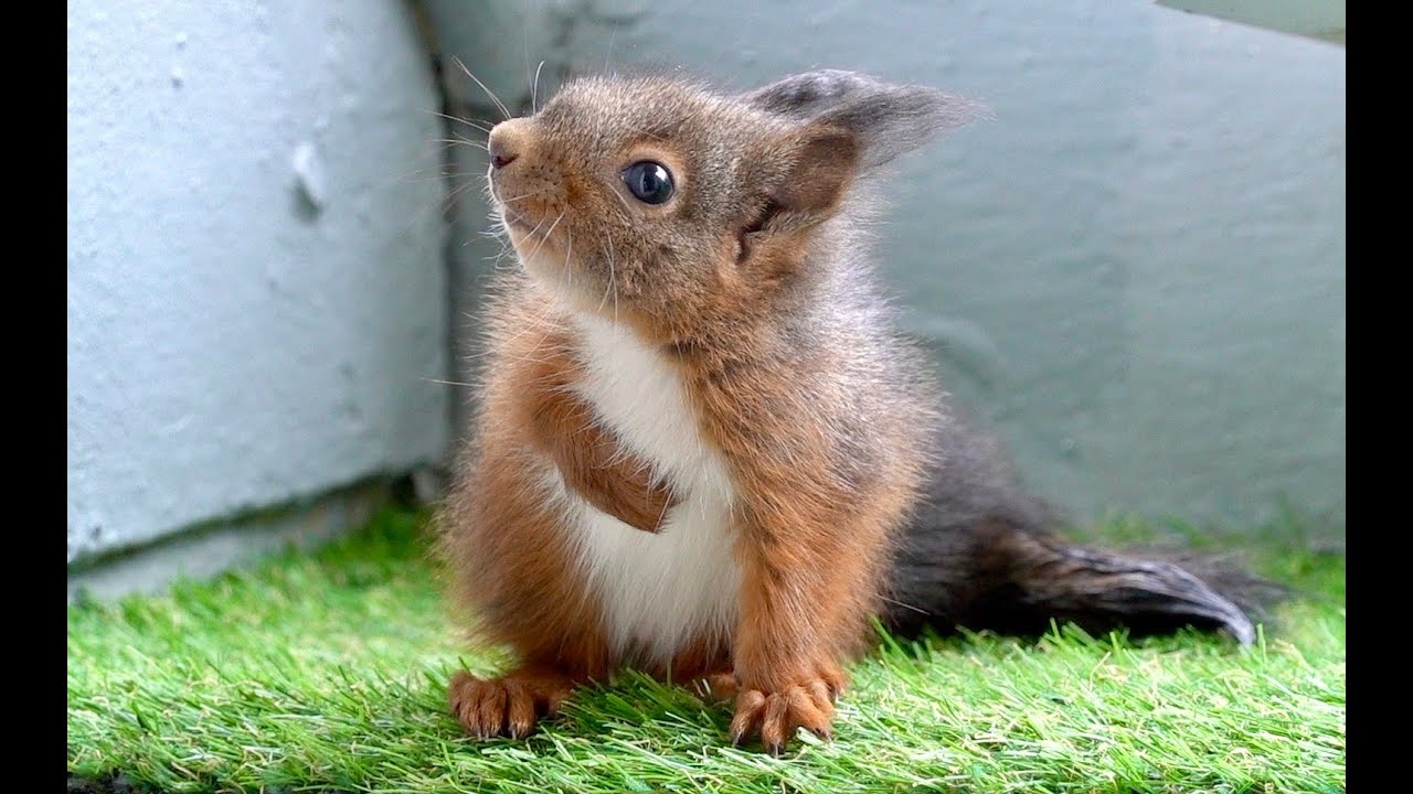 Kleines Eichhörnchen auf meinem Balkon/ little squirrel on my balcony