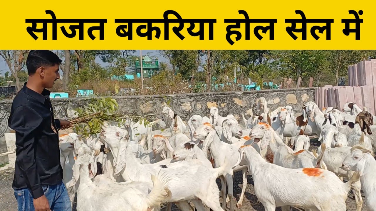 सोजत नस्ल की बकरिया अब होल सेल में | सोजत बकरी पालन |