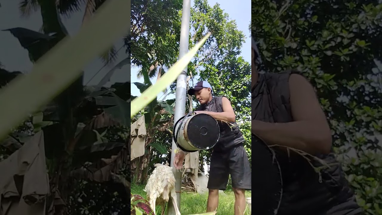 #videoviral #fypyoutube #animals #dogar #fypyoutube #fypシ゚ #fypシ゚viral #dombagarut 