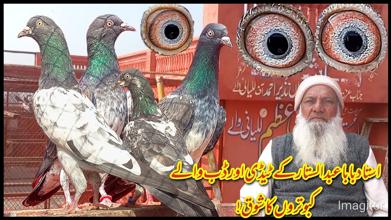 استاد بابا عبد الستار کے ڈب والے اور ٹیڈی کبوتروں کا شوق iDub waly|Teddy |Mian Nazeer Walye |Lal par
