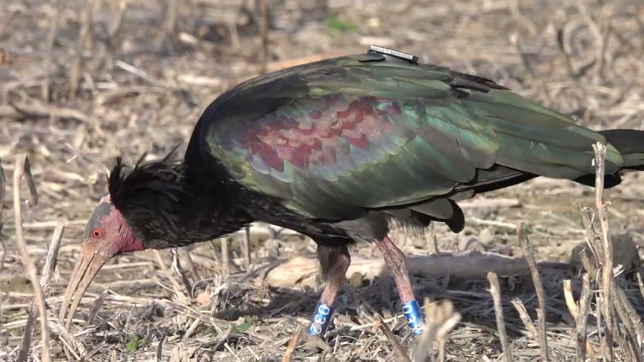 12-12-2025    40 IBIS EREMITA RARISSIMI CHE SCORAZZANO NELLE PRATERIE DEL FRIULI