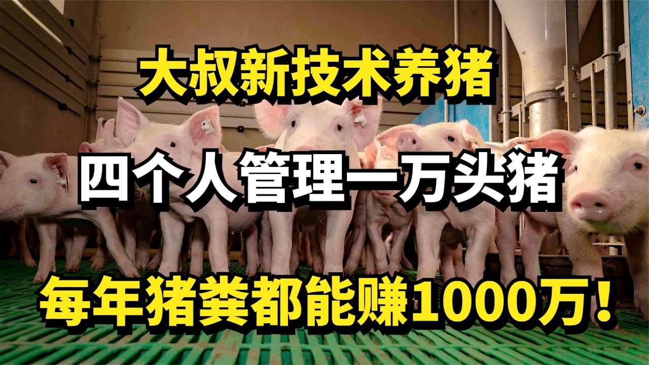 大叔新技术养猪，四个人管理一万头猪，每年猪粪都能赚1000万！