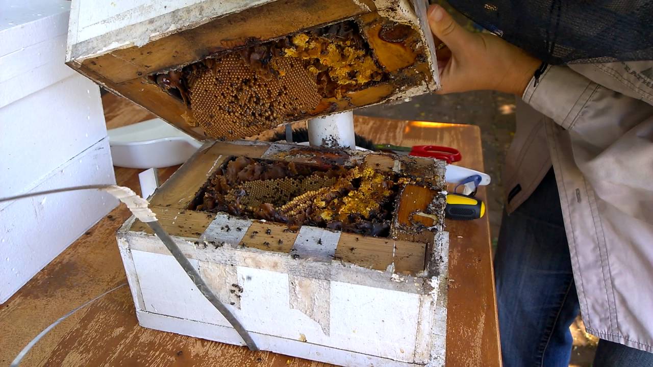 Splitting a native bee hive 2014