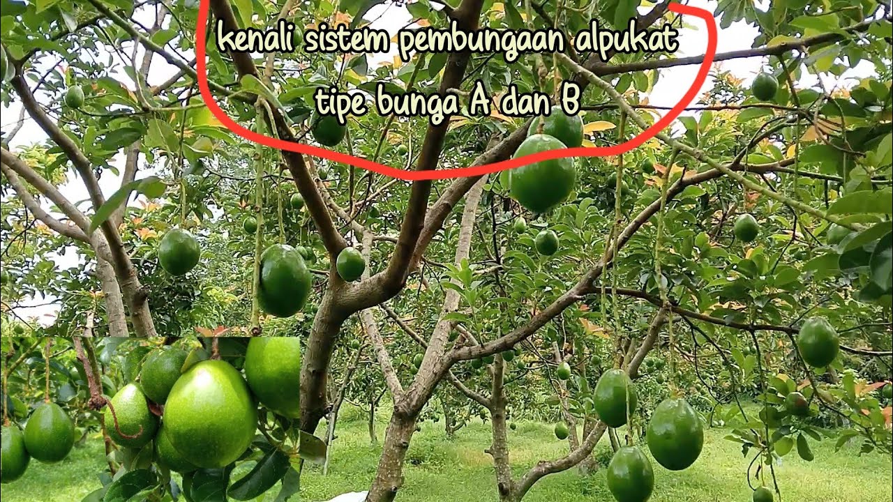 Tips agar penyerbukan bunga alpukat bisa maksimal. ALPUKAT MIKI bisa berbuah sepanjang musim.