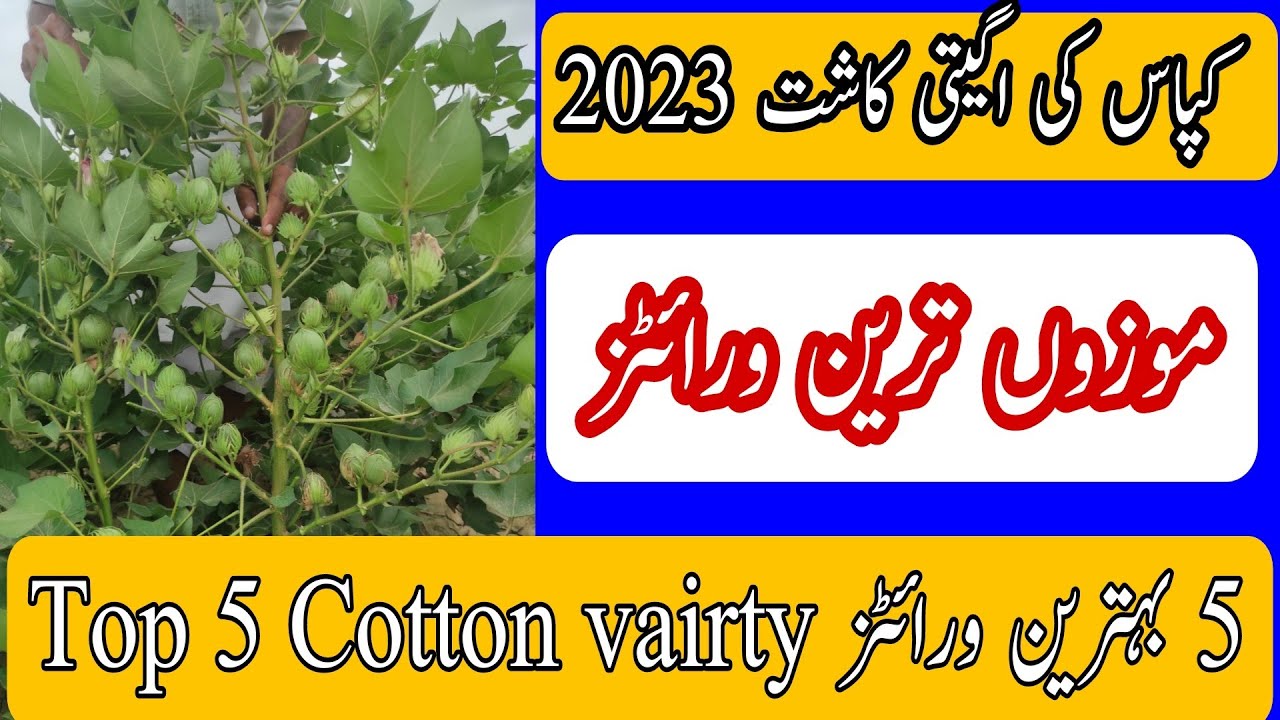 Best cotton vairty for early sowing in Pakistan 2023 #cotton #farming #agriculture