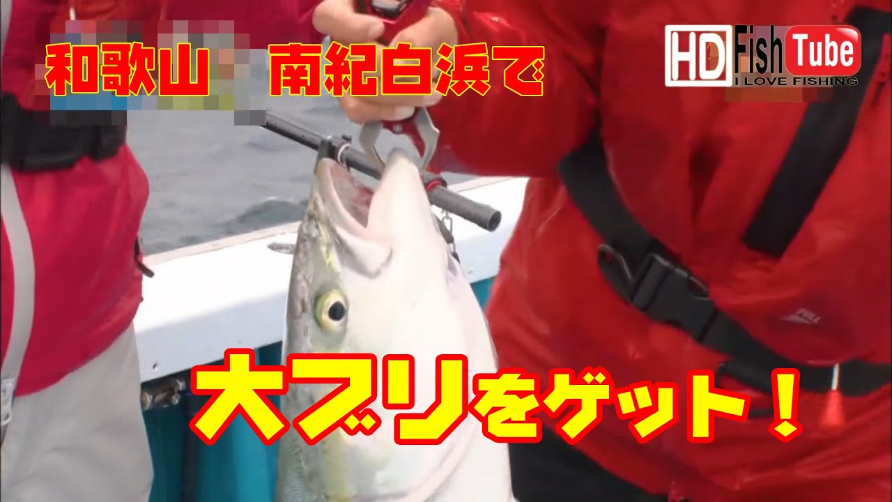 【#fishing】和歌山県南紀白浜でブリ、カンパチ釣をたのしむよ～