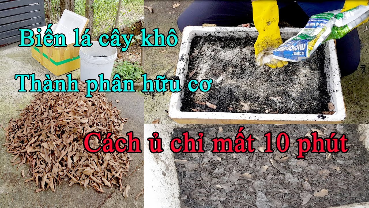 Cách ủ lá cây khô làm phân hữu cơ bón rau sạch quá đơn giản || Turn leaves into organic fertilizer