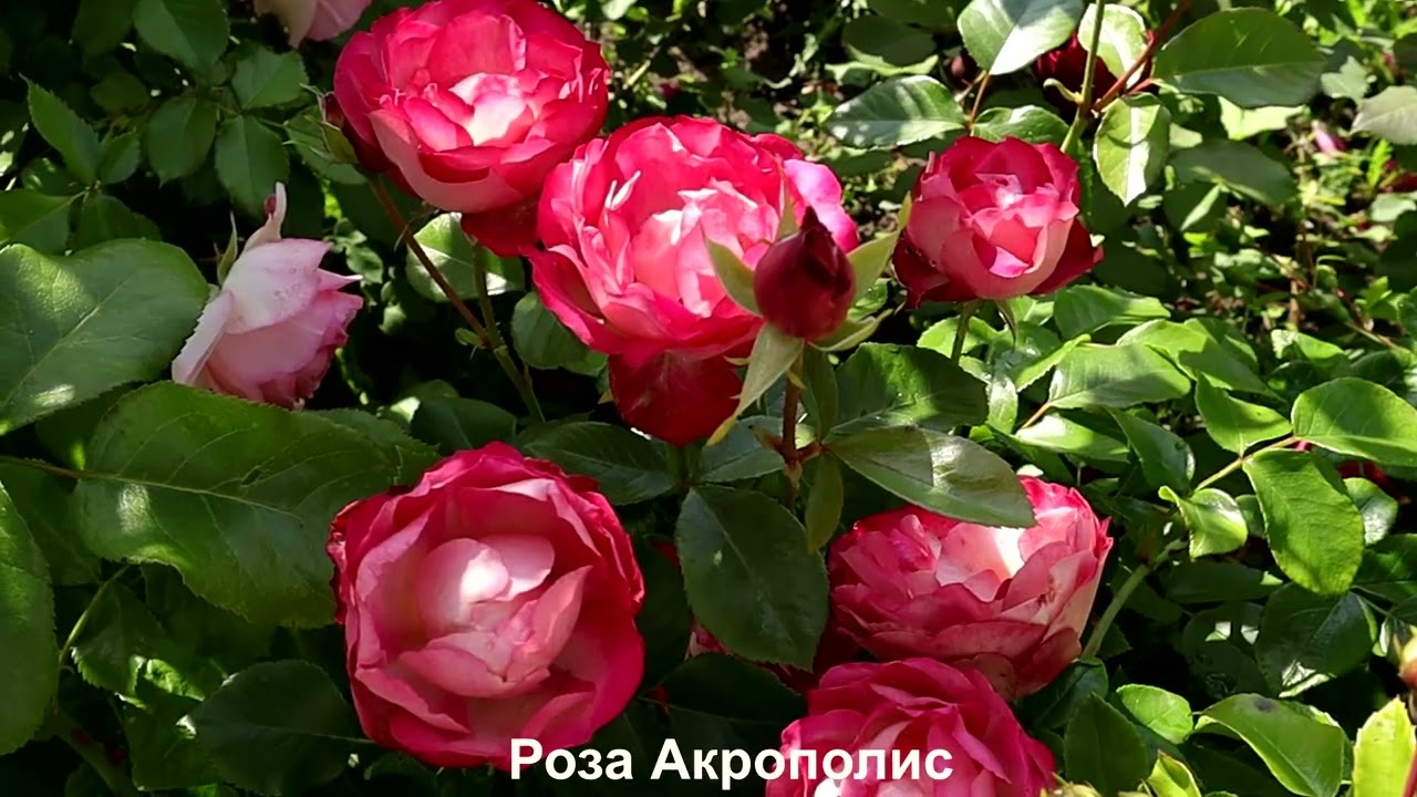 🌹 Розы, цветущие все лето! Без перерывов! 🌹🥰 Питомник Клумба7