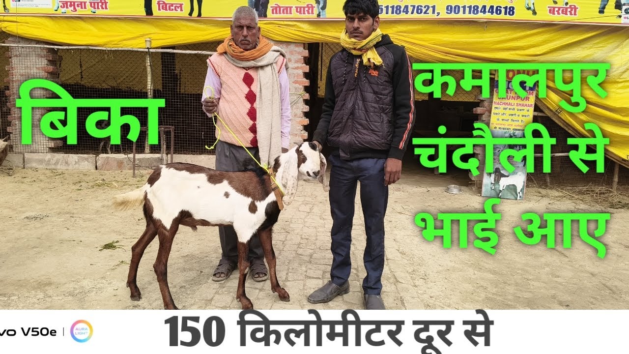 बीटल बकरा बिका शानदार कमाल पुर चंदौली में 150 किलो मीटर दूर से भाई चाचा आए 
