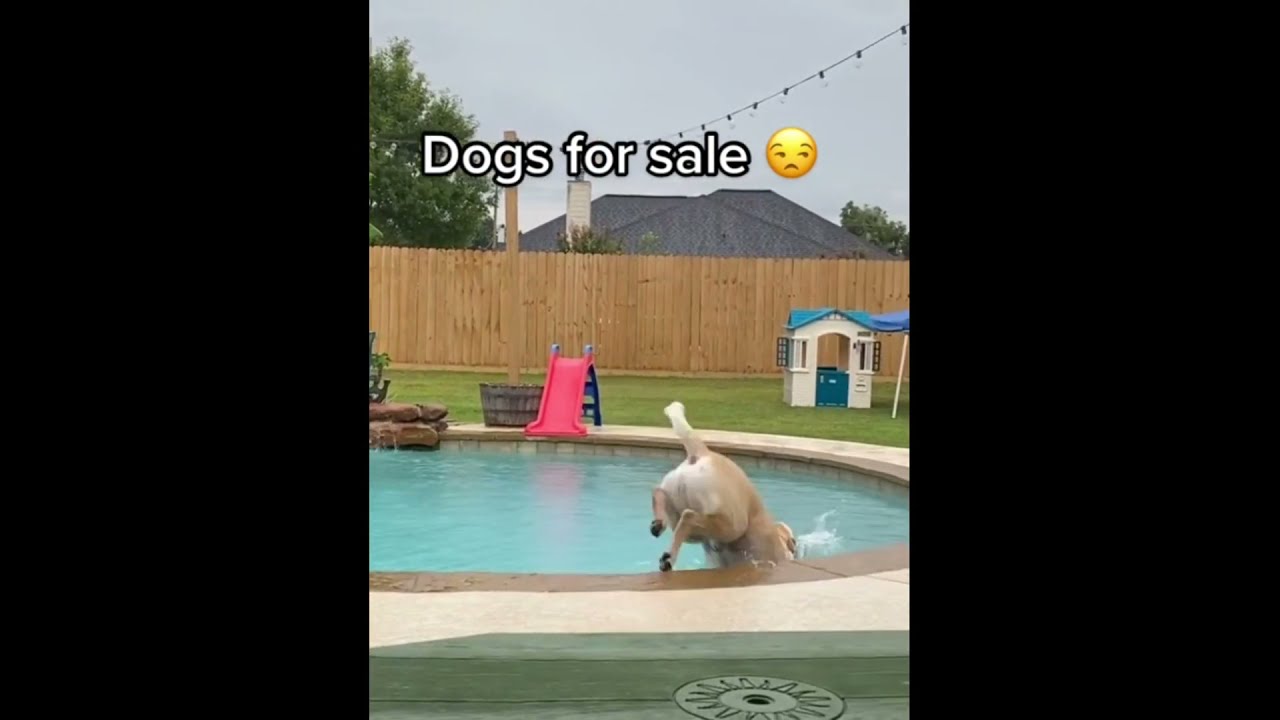Dogs jump into pool after being told 