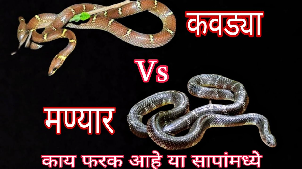 मण्यार आणि कवड्या काय फरक आहे या सापांमध्ये #snakes #rescue #krait #wolfsnake #snakerescue #venomous