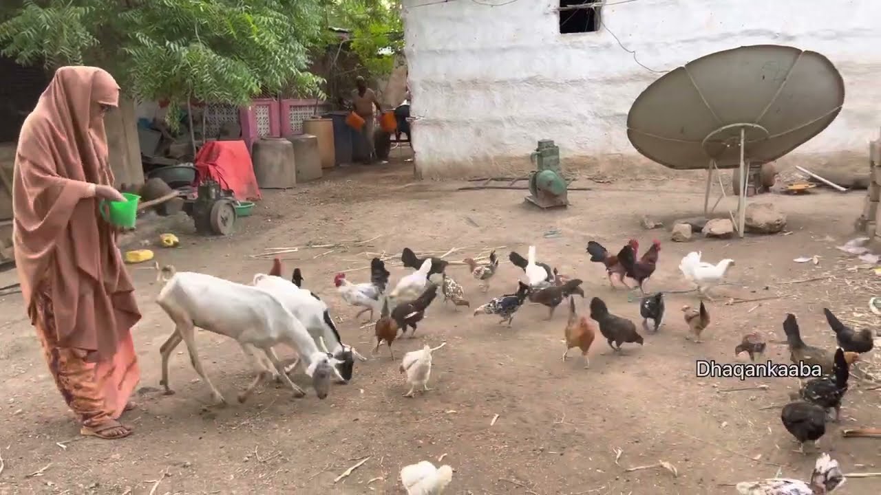 Nolasha caadigaa ee qalaafe DDS normal life in village of qallaafe