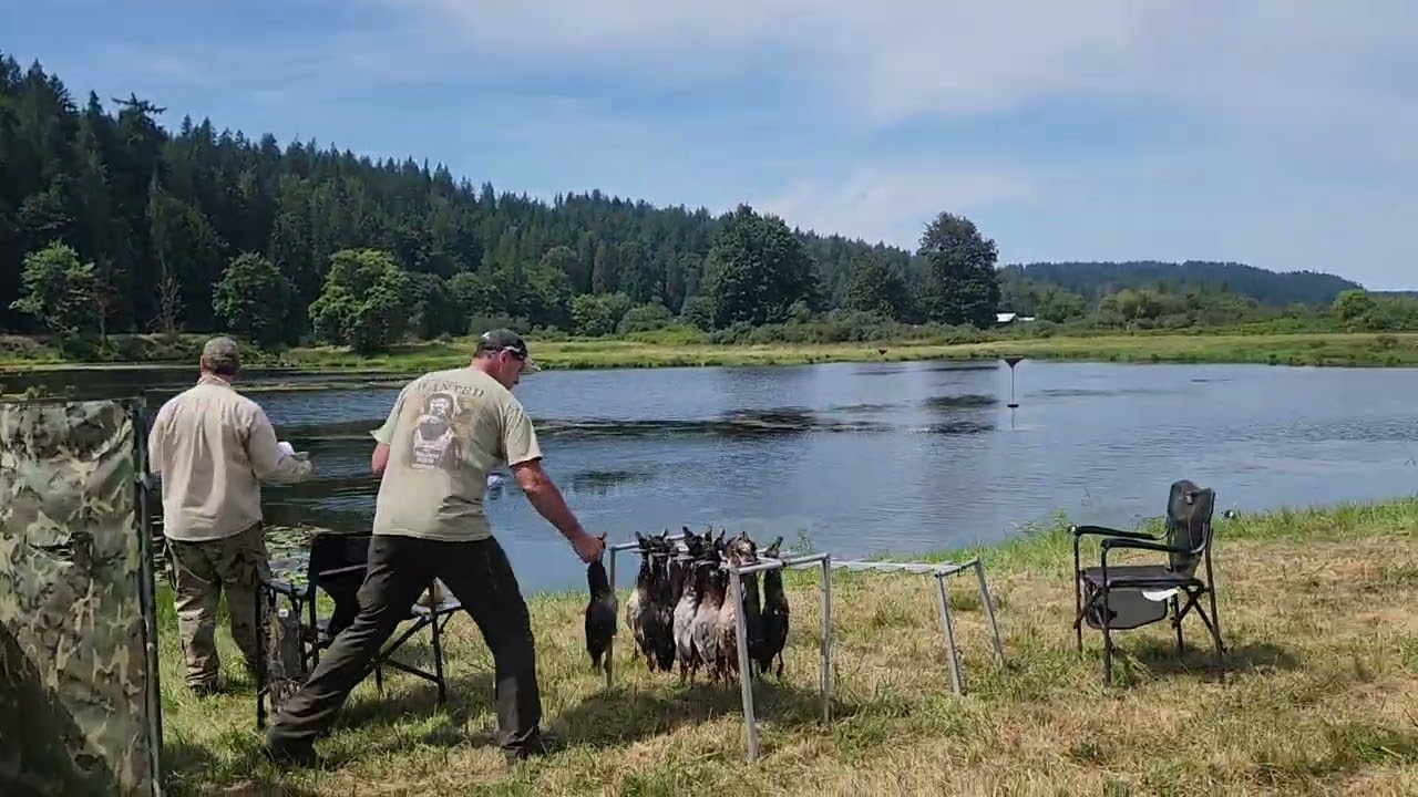 Ellie at AKC Jr Hunt Test-Water 8/9/25