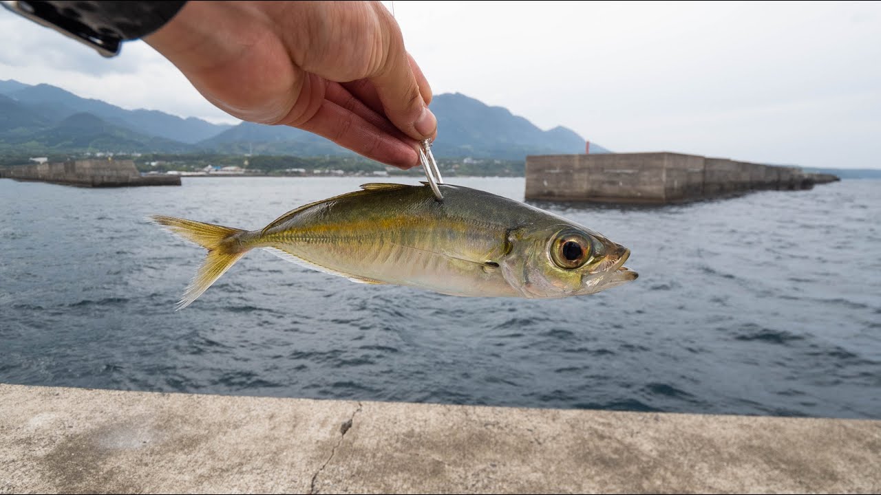 異次元の沖堤防で怪物再来！泳がせに南方大物が食らいつく瞬間【屋久島編 #3】