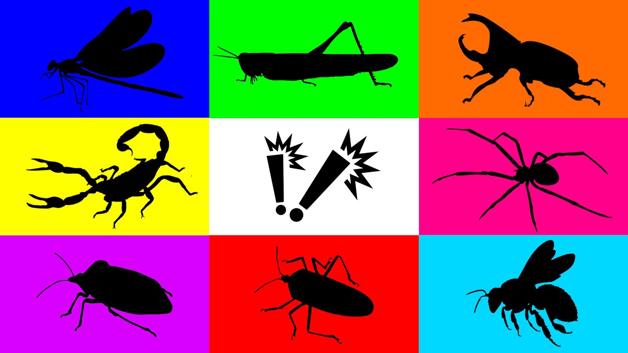 Insect: Scorpion, Grasshopper, Beetle, Dragonfly, Spider, Bee, Stinkbug, Cotton bug, Surprise Insect