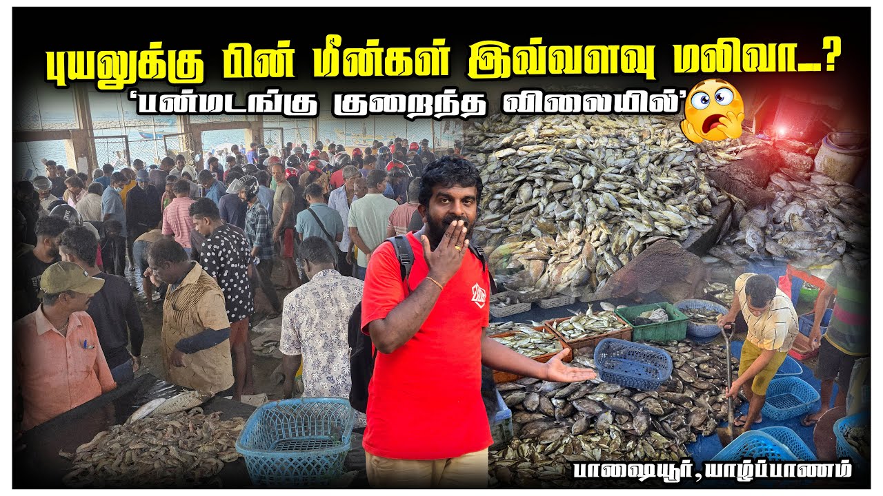 🔴யாழில் பன்மடங்கு குறைந்தது மீன்களின் விலை😳|ஒட்டி,ஓரா மிகக்குறைந்த விலையில்- பாஷையூர் மீன் சந்தை